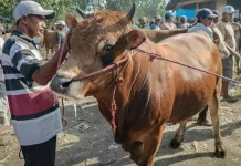 Permintaan Sapi Kurban di Lumajang Meningkat