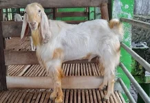 Kambing Senduro Jadi Primadona Kurban