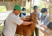 Disnakkan Bondowoso Siagakan Puluhan Petugas Kurban