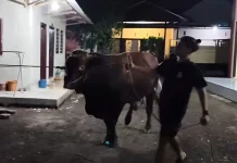 Ponpes Bahrul Hidayah Banyuwangi Terima Sapi Kurban Presiden