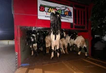 Karantina Ketapang Gagalkan Pengiriman 50 Kambing tanpa Dokumen