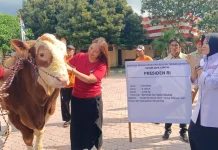 Wabup Terima Sapi Kurban Pemberian Presiden dari Peternak