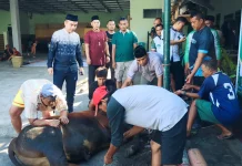 Kodim Lumajang Melaksanakan Penyembelihan Hewan Qurban