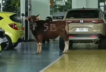 Sapi Kurban Lepas Masuk Showroom Mobil di Banyuwangi