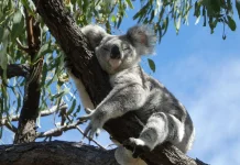 Koala Bisa Habiskan 20 Jam Sehari untuk Tidur