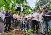 FAO Pasang Stasiun GIES Pertama di Indonesia untuk Pisang Kirana