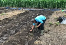 Rutan Situbondo Tanam 800 Benih Semangka Big Maduri
