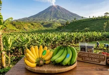 Potensi Kulit Pisang Lumajang sebagai Bahan Baku Obat
