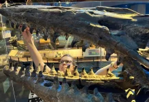 Tylosaurus rex, Predator Laut Purba yang Dijuluki "T. Rex dari Lautan"