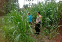 Bhabinkamtibmas Tapen Pantau Perkembangan Jagung Warga