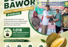 Pengembangan Durian Bawor Perkuat Fondasi Ekonomi Desa di Ranuyoso