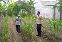 Polresta Banyuwangi Dampingi Petani Jagung di Sempu Banyuwangi