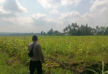 Polsek Kedungjajang Dampingi Petani Tanam Jagung Sukseskan Ketahanan Pangan