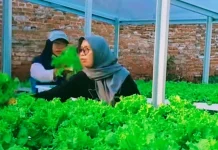 Inovasi Hidroponik BUMDes Seger Jaya Desa BRILian Ambulu