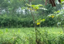 Hujan Masih Guyur Lumajang di Tengah Musim Kemarau