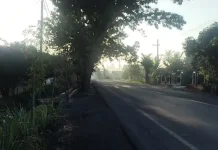 Pohon Mahoni Miring di Lumajang Dikhawatirkan Roboh