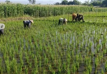 TNI dan Petani Bersinergi Jaga Ketahanan Pangan Lumajang