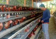 Pemkab Situbondo Kembangkan Peternakan Telur Skala Rumah Tangga