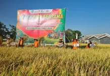POC Limbah Dapur Mampu Menaikkan Produksi Padi