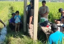Petani Jember Intensifkan Pengendalian Wereng untuk Cegah Gagal Panen