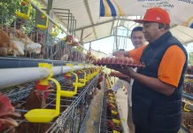Pemkab Situbondo Kembangkan Peternakan Ayam Petelur Skala Rumah Tangga