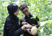 Polije Buka Wisata Petik Melon, Kenalkan Pertanian Modern kepada Masyarakat