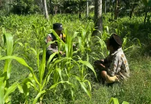 Petani Ranuyoso Lumajang Sukseskan Asta Cita