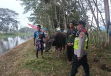 Lomba Balap Kerbau Sambut Musim Tanam di Jatiroto Lumajang
