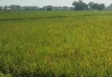 Serangan Wereng Meluas ke Seluruh Kecamatan di Lumajang