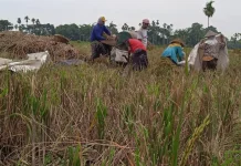 Petani Lumajang Beralih Tanam Jagung Hadapi Wereng