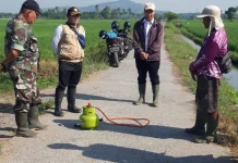 Petani di Wringintelu Puger Berburu Hama Tikus