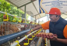 Harga Telur Ayam Anjlok, Diduga karena MBG Tutup
