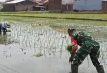 TNI Bantu Petani Tanam Padi, Bagian Pembinaan Teritorial