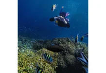Snorkeling Jadi Cara Mudah Menikmati Keindahan Bawah Laut Menjangan