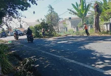 Pohon Rawan Tumbang di Jalur Nasional Lumajang Dipangkas