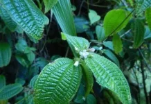 Manfaat Daun Harendong untuk Kesehatan