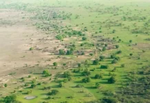 Great Green Wall, Upaya Afrika Menekan Wilayah Gurun yang Semakin Melebar