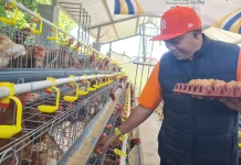 Pemkab Fasilitasi Peternak Telur Ayam Suplai ke SPPG