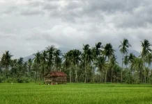 Banyuwangi Produksi 255 Ribu Ton Beras Semester Pertama