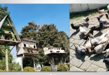 Rumah Merpati di Alun-Alun Lumajang Jadi Wisata Edukasi Keluarga