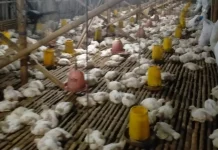 Harga Daging Ayam Potong di Situbondo Terus Membaik