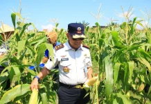 Lapas Banyuwangi Panen Jagung dan Cabai di Lahan SAE Paswangi