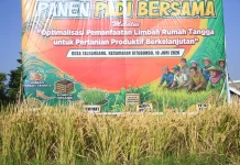 Produksi Padi Januari-Juni Sebanyak 225.736 Ton