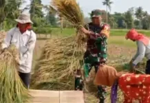 Dukung Ketahanan Pangan, TNI Beri Pendampingan kepada Petani