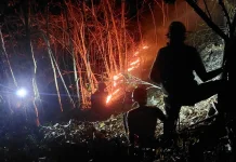 Kebakaran Hutan Hanguskan Dua Hektare Lahan Lumajang