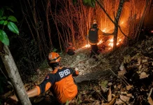 Kebakaran Hutan di Pasirian Berhasil Dikendalikan