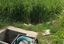 Petani Jember Kesulitan Air Irigasi untuk Sawah