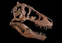 Fosil T-Rex Termahal Terjual Rp815 Miliar