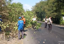 Pohon Tumbang Sempat Menutup Jalur Pantura Situbondo