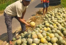 MBG Kembali Aktif, Harga Buah dan Sayuran Merangkak Naik